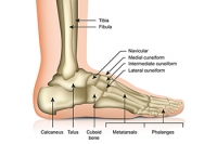 Facts About Foot Stress Fractures